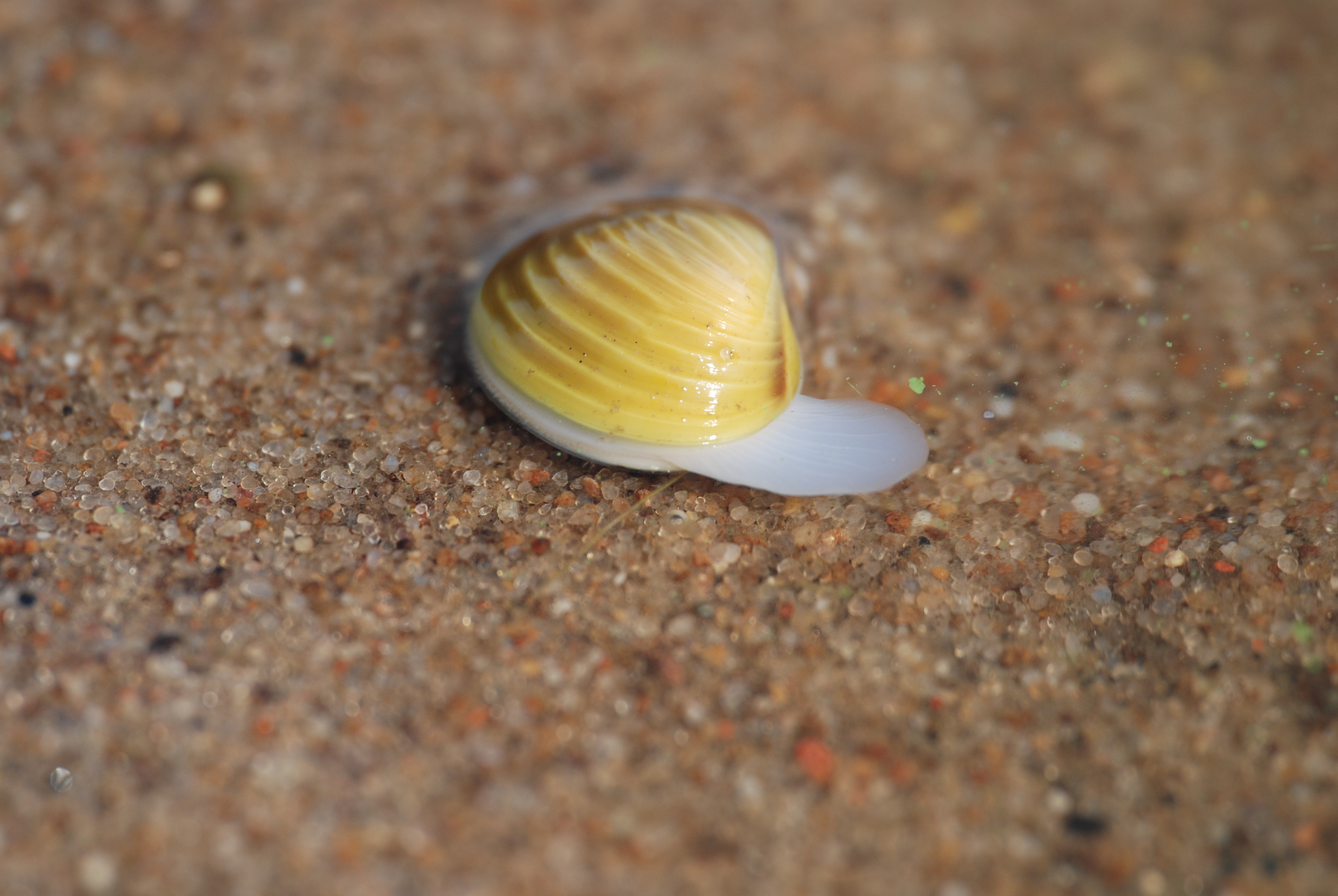 Foto: Körbchenmuschel auf einer Sandbank