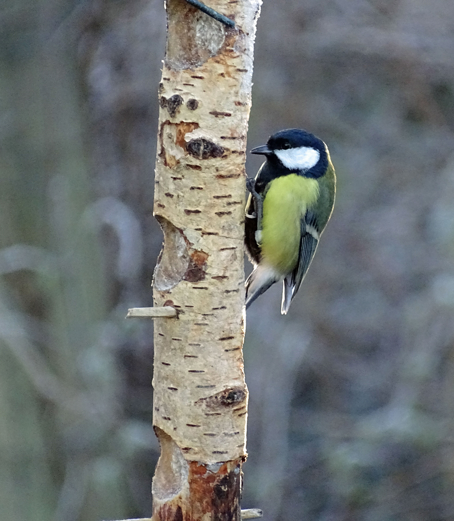 Foto: Meise am Holz