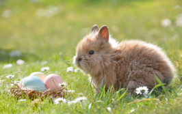 Bild: Kaninchen mit Ostereier