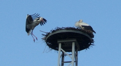 Foto: Eins Storch landet auf dem Nest, auf dem bereits ein Storch steht.