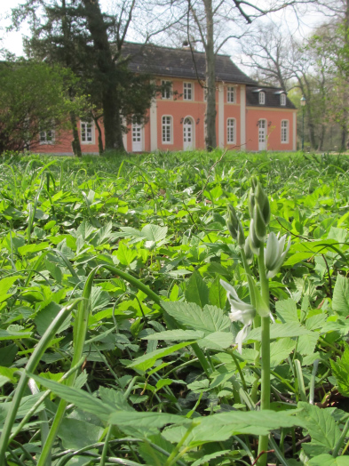 Foto: blühender Milchstern vor dem Parkschloss Monplaisir