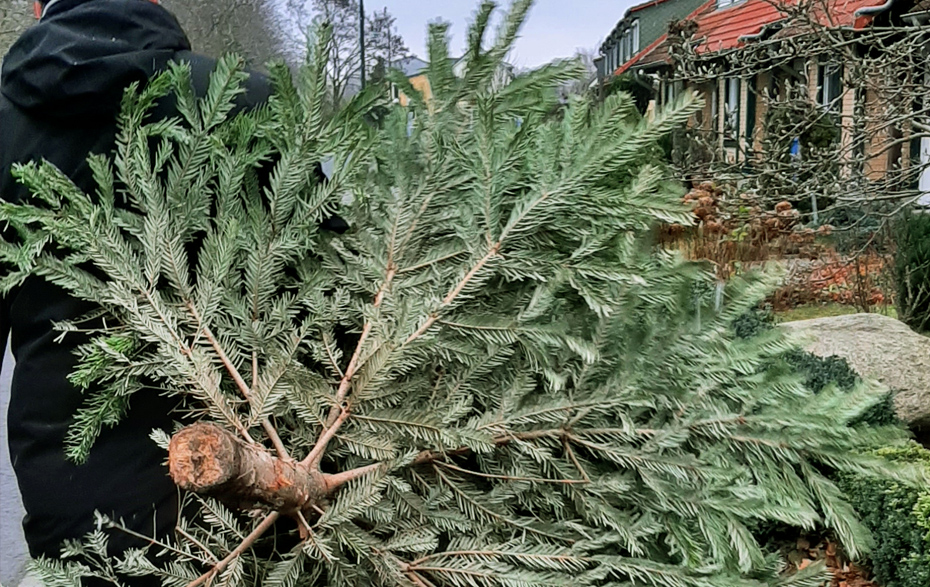 Foto: Weihnachtsbaum wird zum Müllplatz getragen