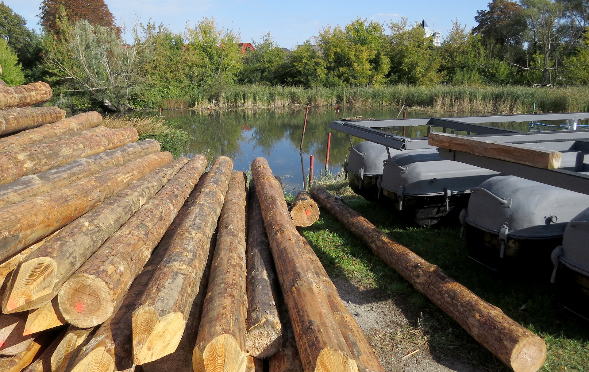 Foto: verschilfter Hafen
