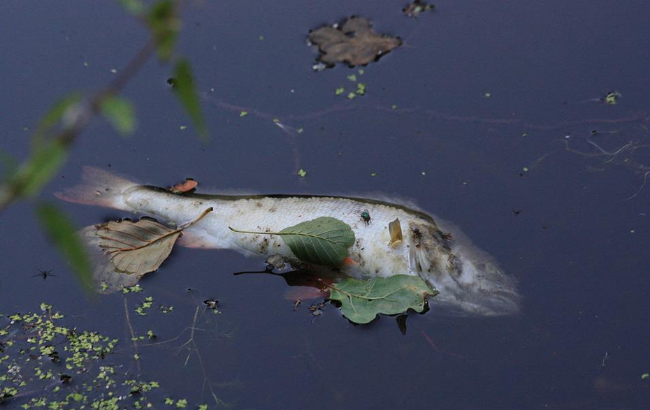 Foto: toter Fisch schwimmt im Wasser