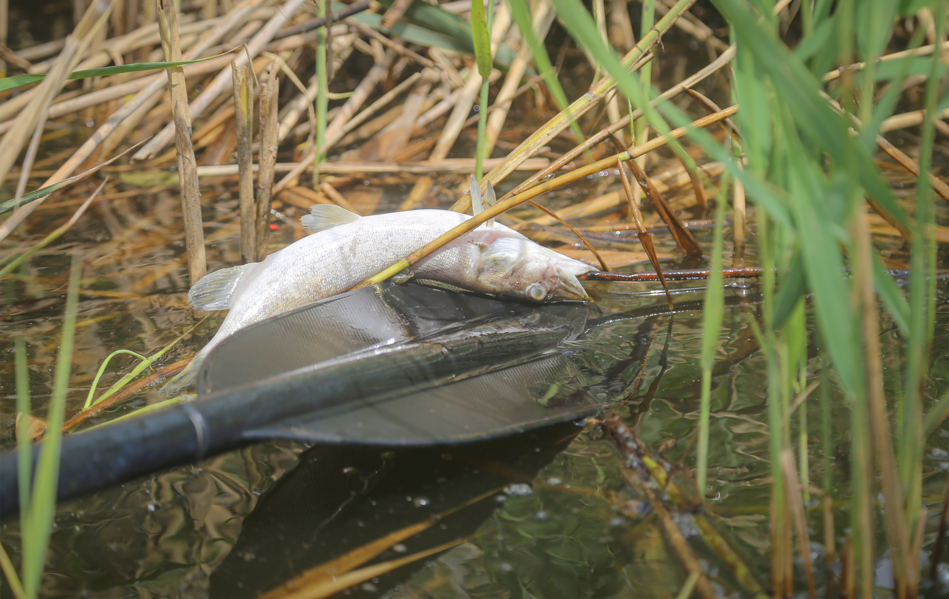 Foto: toter Fisch auf einem Paddel
