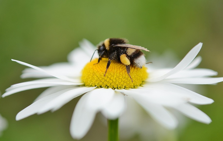 Foto: Hummel auf einem Gänseblümchen