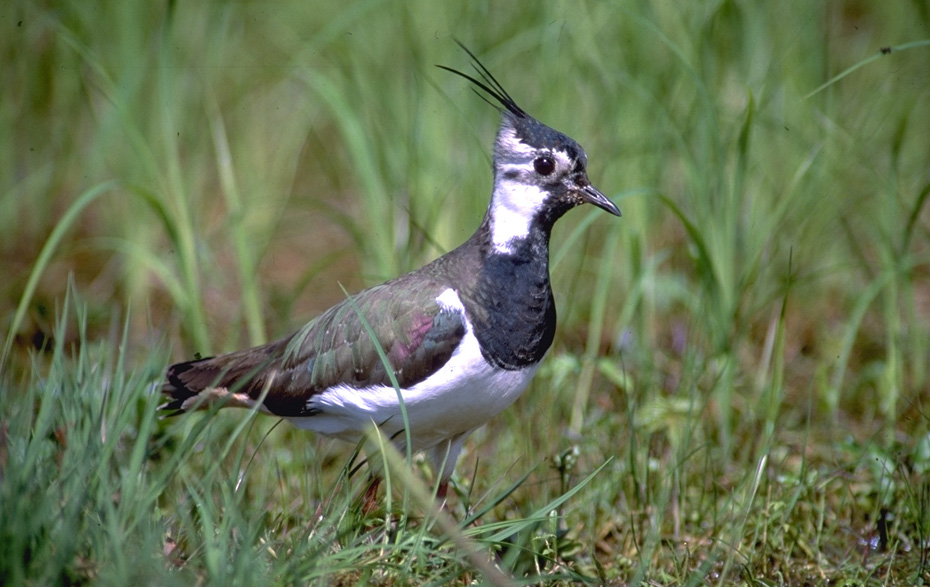 Foto: ein Kiebitz im Gras