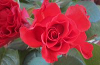 Foto: rote Rose