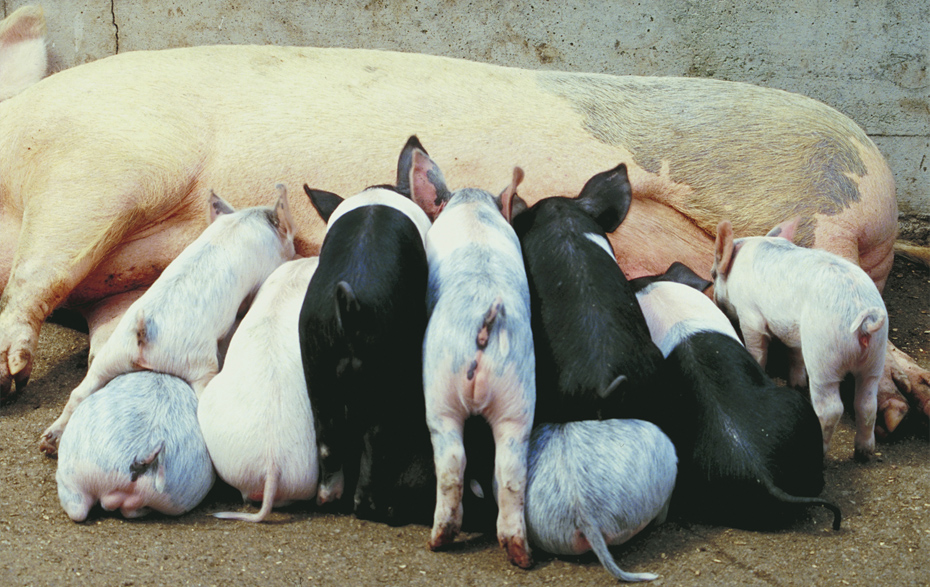 Foto: mehrere Ferkel beim Säugen