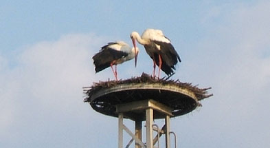 Foto: Storchenpaar auf dem Nest