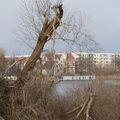 Foto vom 29. Dezember 2015: Blick durch den Gehölzstreifen, über den Kanal auf das gegenüberliegende Ufer mit dem Juliusturm