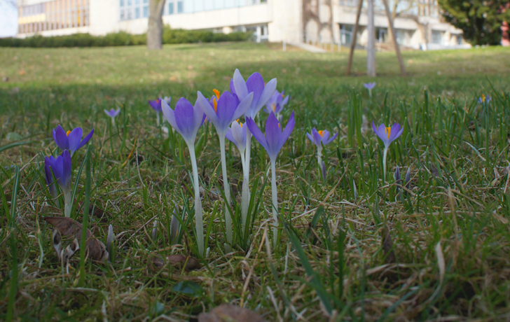 Foto: Krokusse im Hugenottenpark