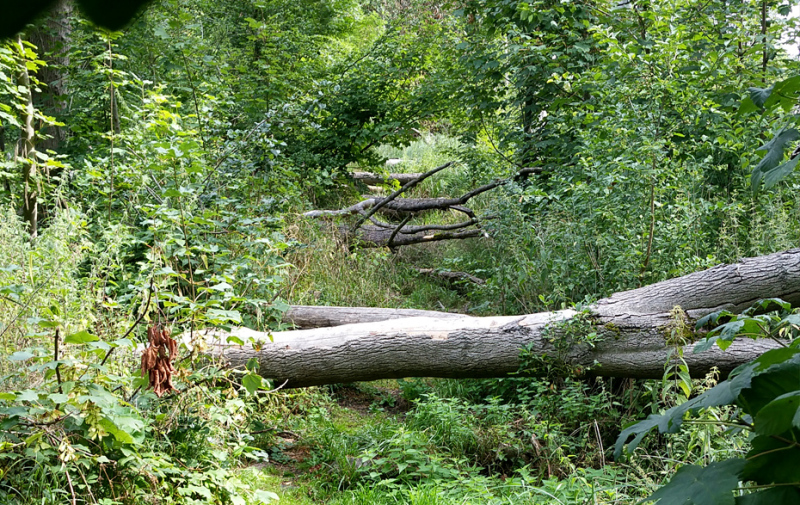 Foto: umgestürzte Bäume liegen auf dem Weg