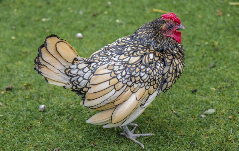 Foto: Huhn der Rasse Wyandotte