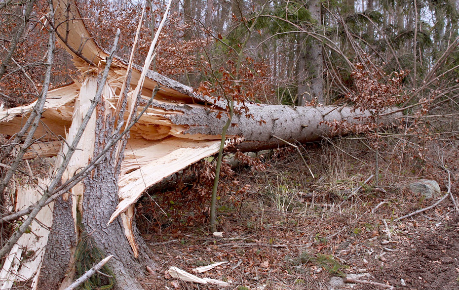 Foto: umgestürzter Baum im Wald
