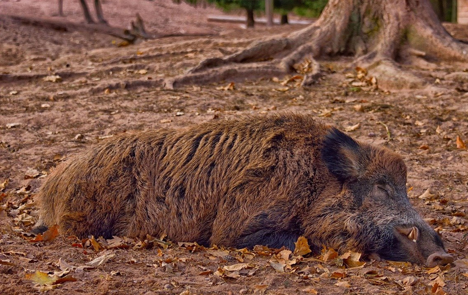 Foto: liegendes Wildschwein im Wald