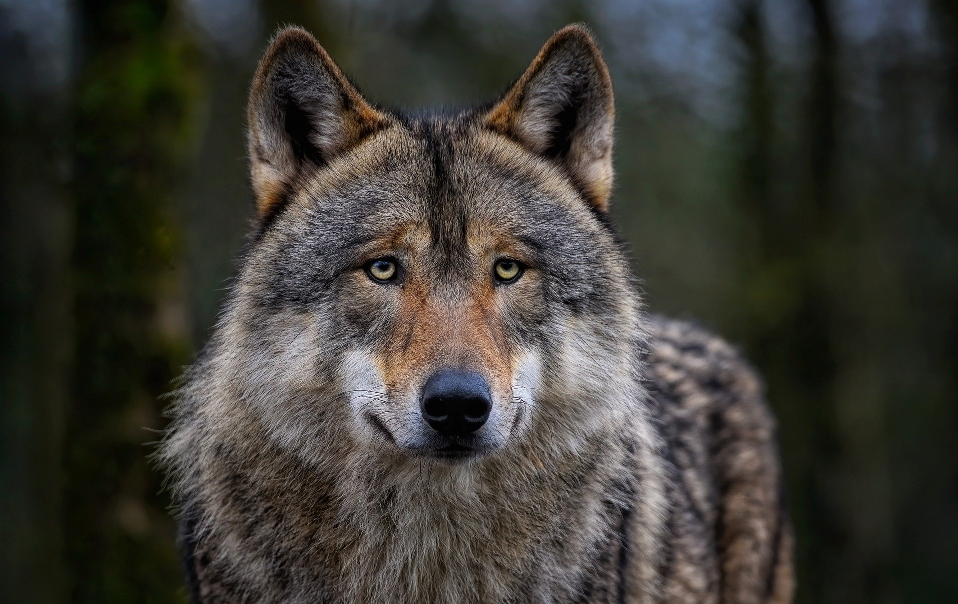 Foto: Ein Wolf schaut in die Kamera.